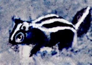 Corn Skunk Picture