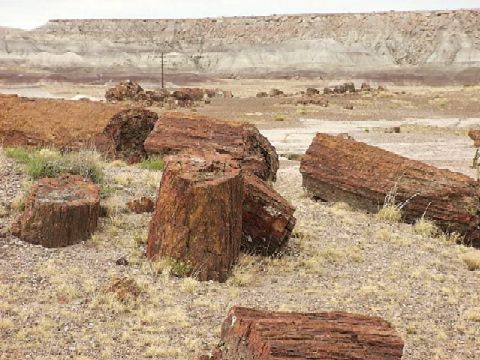 Petrified Forest and Gila Forest, Arizona - New Mexico - July 2000