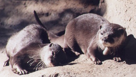 Picture of otters
