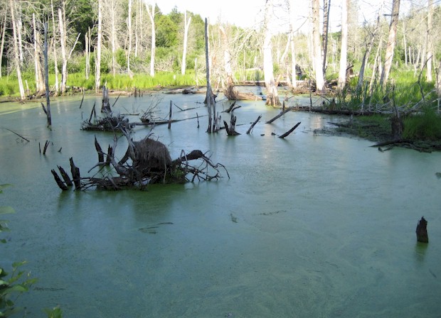 Picture of swamp