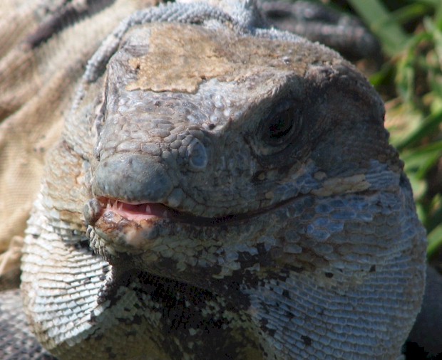 Picture of iguana