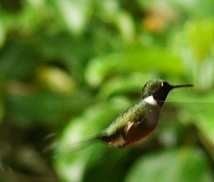 Picture of hummingbird_flight