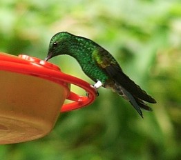 Picture of hummingbird_perch