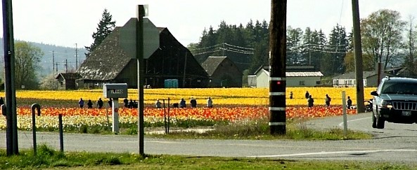 Picture of tulips2