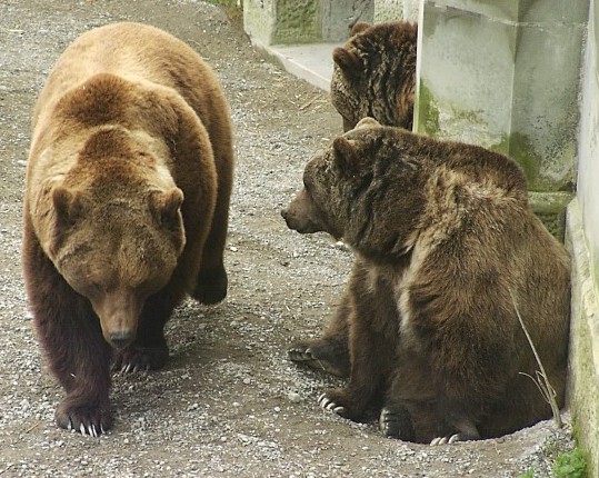 Picture of bears