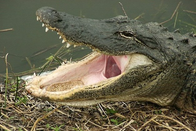 Picture of alligator_closeup