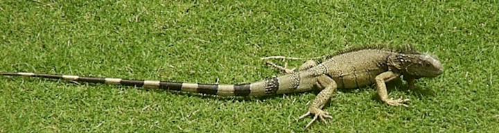 Picture of iguana