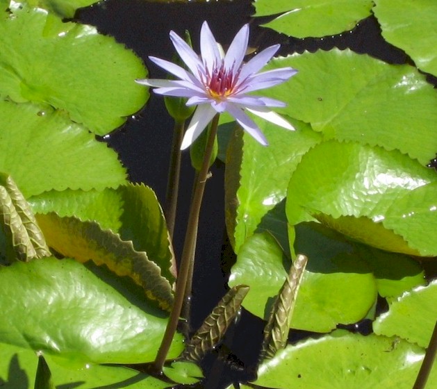 Picture of waterlily
