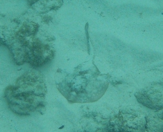 Picture of buried_ray