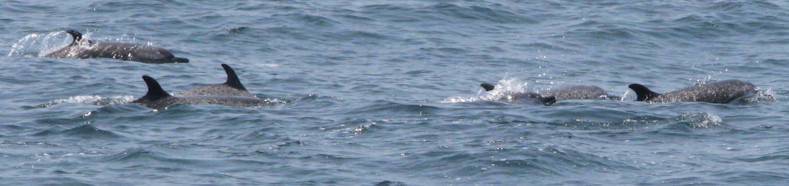 Picture of dolphin_banner