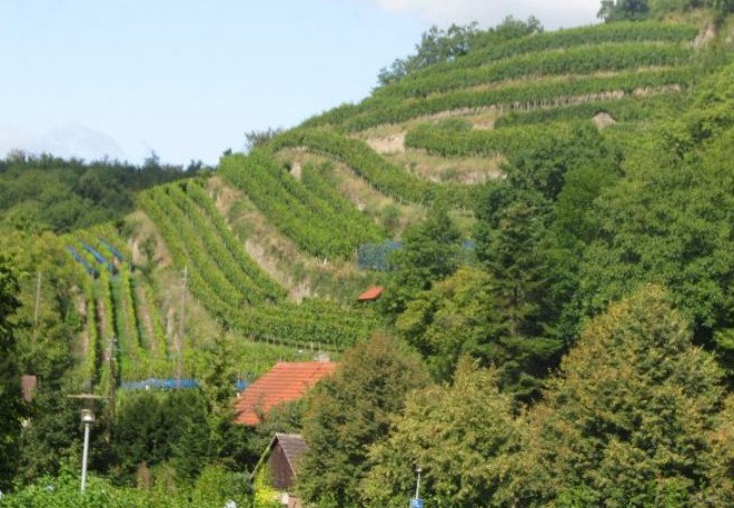 Picture of vineyards
