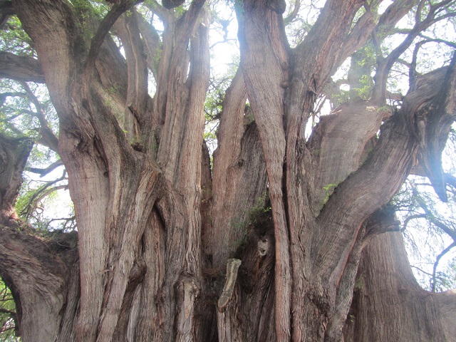 Picture of tule_tree2