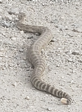Picture of rattlesnake