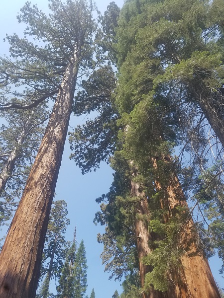 Picture of sequoias