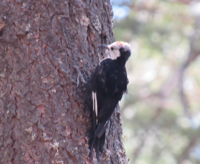 Picture of woodpecker