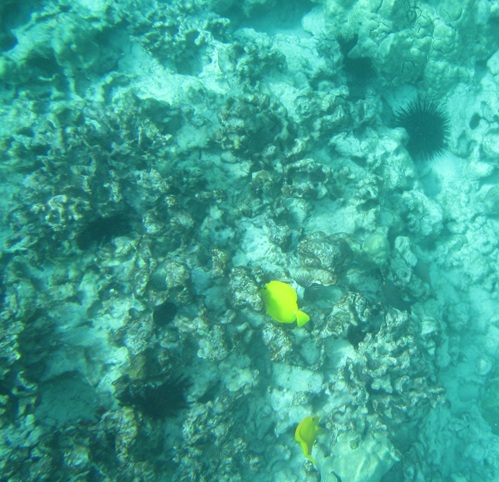 Picture of underwater