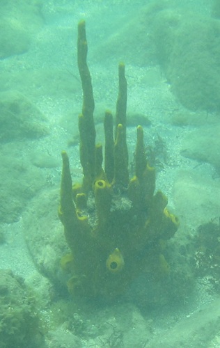 Picture of coral