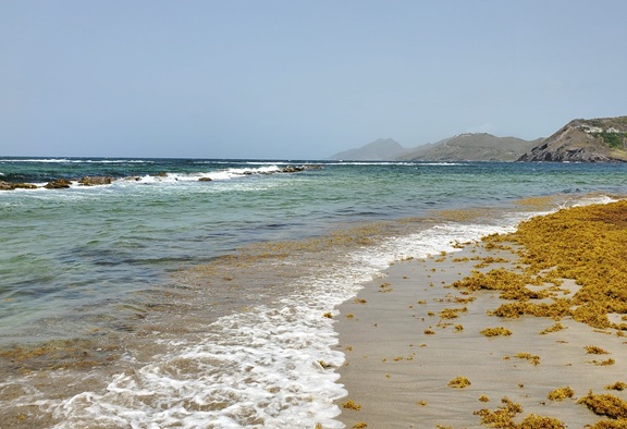 Picture of sargassum