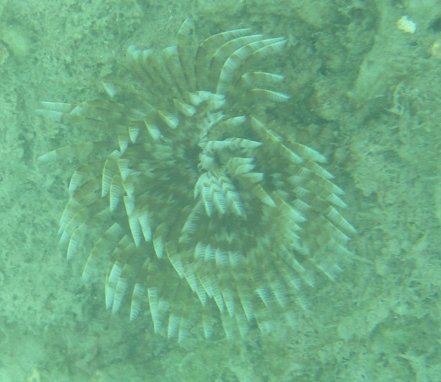 Picture of starfish