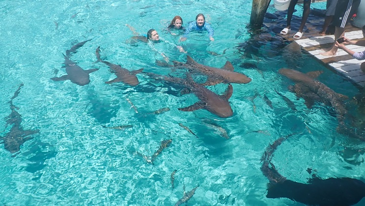 Picture of nurse_sharks