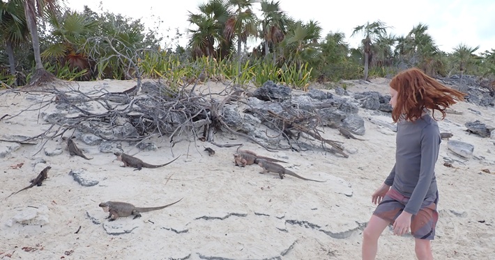 Picture of rock_iguanas