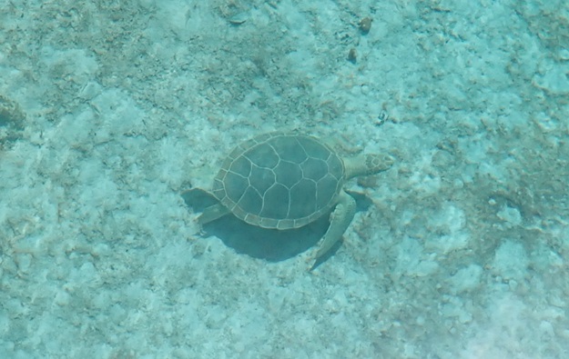 Picture of sea_turtle