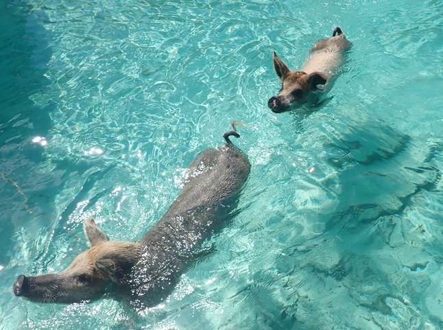 Picture of swimming_pigs