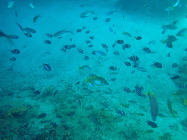 Picture of thunderball_underwater