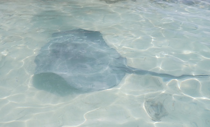 Picture of stingray