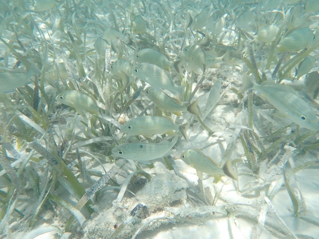 Picture of underwater