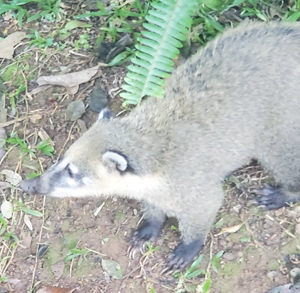 Picture of coati