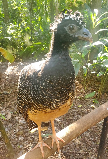 Picture of curassow