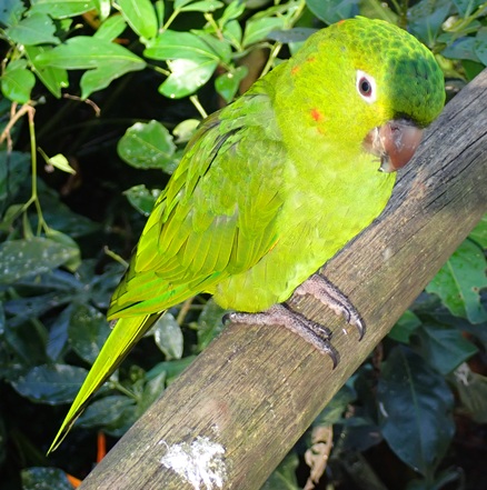 Picture of parrot