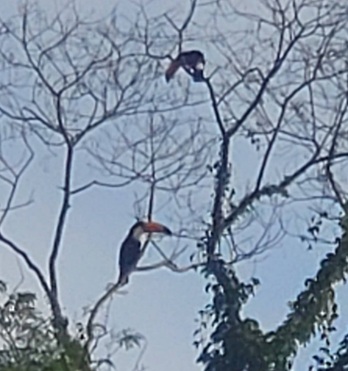 Picture of toucans
